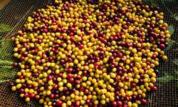 Colômbia registra queda de 22% na produção de café no mês de julho de 2022