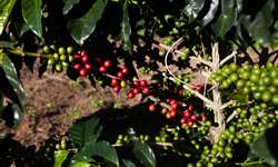 Corretor afirma que o mundo está de olho na safra de café do Brasil