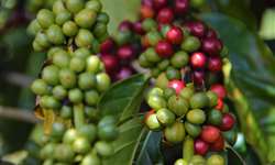 Rondônia registra produtividade média de 43,1 sacas de café por hectare na safra 2021/2022