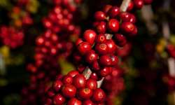 Exportações de café do Vietnã cresceram 10% em 2022