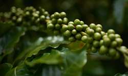 Fenicafé 2023 apresenta conteúdos sobre cafeicultura irrigada no Triângulo Mineiro