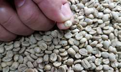 Uganda pode se tornar uma potência do café?