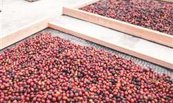 Produção colombiana de café apresenta problemas na formação dos frutos