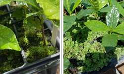 Controle de ervas briófitas ou musgos, em mudas de café, com o herbicida Clorimuron