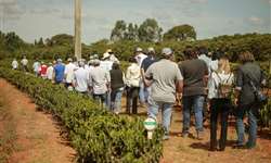 4ª colheita do Projeto Unidades Demonstrativas de Café no Cerrado Mineiro será divulgada em maio
