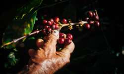 Embrapa Territorial e UPL firmam protocolo de intenções sobre sustentabilidade na produção de café