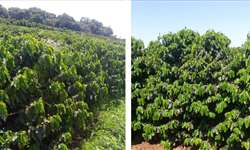 Azulão: cultivar de cafeeiros em destaque