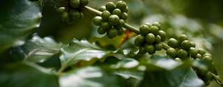 ES investe R$ 8,5 milhões em pesquisa e sustentabilidade do café
