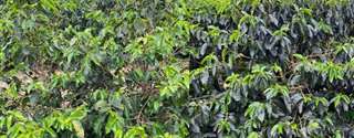 Cafeeiros da cultivar siriema AS 1 se mostram muito resistentes à seca