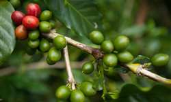 Colheita de café do Vietnã expande-se e quase alcança recorde