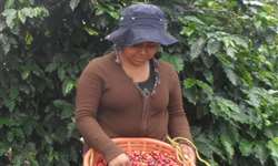 Parceria entre MG e Guatemala visa expandir cultivo do arábica de qualidade