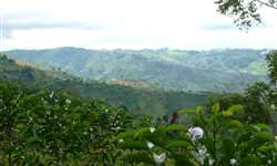 Produção de café da Colômbia retorna aos níveis de antes da crise
