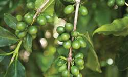 Começa pesquisa de novas variedades de café em El Salvador