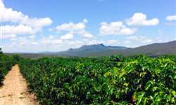 Agrocafé 2015 reúne lideranças da cafeicultura da Bahia e do Brasil