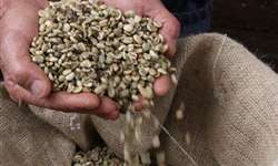 Importação de arábica: Governo aprova requisitos fitossanitários para entrada de café do Peru