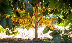 Irrigação na cafeicultura: seis sistemas possíveis
