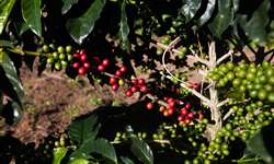 Guia ensina a produzir café sustentável na Amazônia