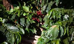 Custos com fertilizantes na cultura do café aumentam 11,57% em 2015
