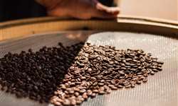 Preços do café arábica tem desvalorização de 10% no primeiro semestre