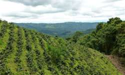 Cresce aparecimento da broca no café colombiano por causa das chuvas