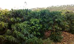 Ufla desenvolve tecnologia para amenizar efeitos da seca na cafeicultura