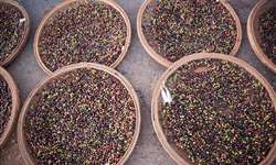 Exportações de café do Peru somaram US$ 400 milhões entre janeiro e outubro
