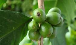 Dois defensivos agrícolas de combate à broca-do-café recebem registro definitivo