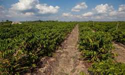 Produtores de café da China farão cultivos na América Latina