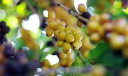 Federação de cafeicultores da Colômbia pede que produtores controlem broca