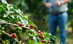 Produção de café da Colômbia chega a 1,1 milhão de sacas em fevereiro