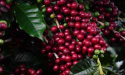 16º Circuito Mineiro da Cafeicultura terá 25 etapas em regiões produtoras