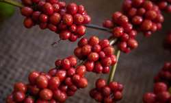 Importância da colheita do café com maturação ideal