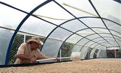 Comissão Europeia protege café Valdesia da República Dominicana