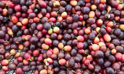 Peru promove a cultura de qualidade na produção de cafés especiais