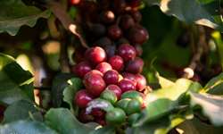 Produção de café da Indonésia deve cair, apesar do alívio do La Niña
