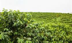 CNC se manifesta contra elevação de Tarifa para agroquímicos usados no café