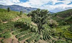 Plano de recursos hídricos do ES pode incluir limite em área plantada de café