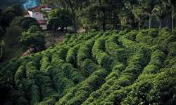 Manejo de podas em cafeeiros interage com variedades  plantadas