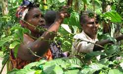 Uganda plantará 300 milhões de mudas de café devido à maior demanda