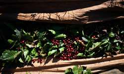 Colômbia: governo apresenta estratégias para renovar plantações de café