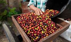 Exportações de café de Sumatra aumentam para quase um recorde em quatro anos