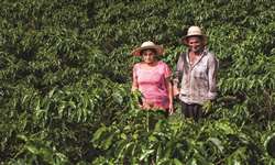 Produtores de café poderão restringir vendas no mundo
