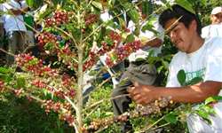 Governo do Peru destinará mais de US$ 20 milhões para renovação de cafezais