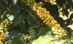 Tecnologias fazem da Bahia o quarto produtor de café do Brasil
