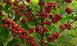 Vietnã deve vender 55% de sua safra de café até janeiro