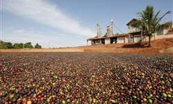 CAFÉ/CEPEA: Oferta mundial deve manter preço pouco remunerador em 2014