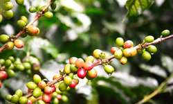 Colheita de café da Colômbia foi de 10,9 milhões de sacas ao fechamento de 2013