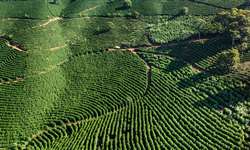 Cafés ocupam 2,2 milhões de hectares no Brasil e produção deve crescer