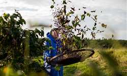 Uganda e Congo recebem treinamento para aumentar a produção de café