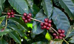 IBGE aponta que a Bahia deve produzir 117 mil toneladas de café conilon